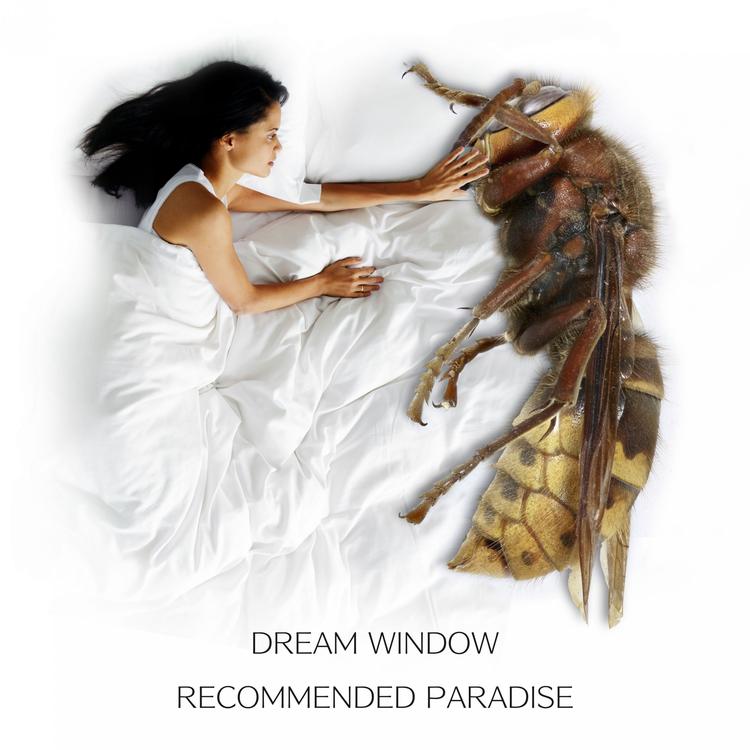 Dream Window's avatar image