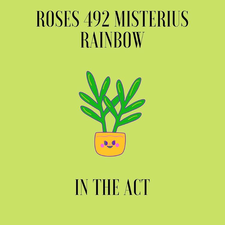 Roses 492 misterius Rainbow's avatar image