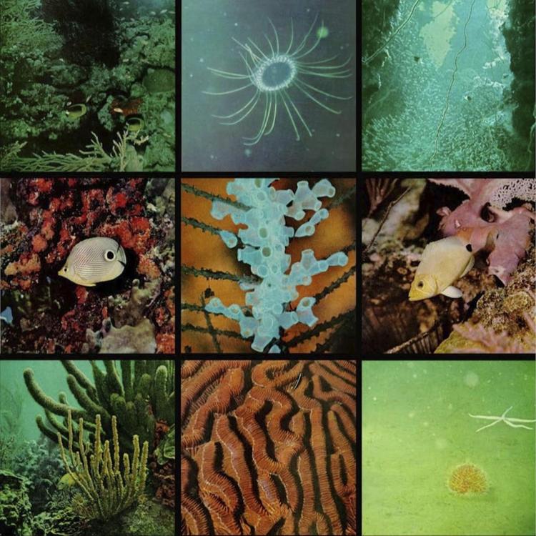 Ocean Floor's avatar image