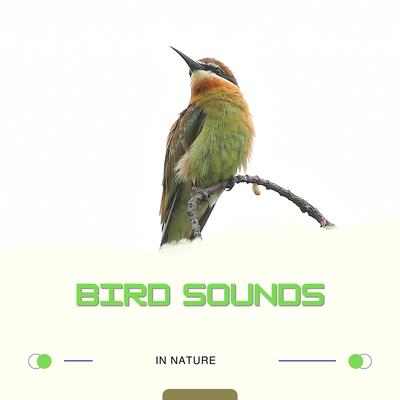 Rest Bird Sounds Anti Stress Loopable's cover