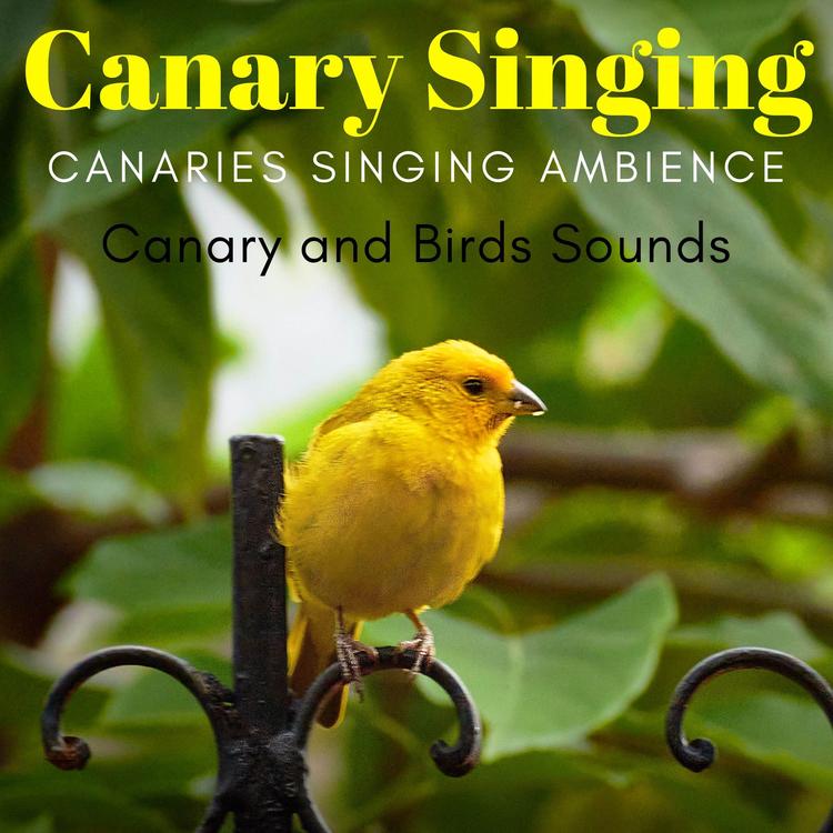 Canary and Birds Sounds's avatar image