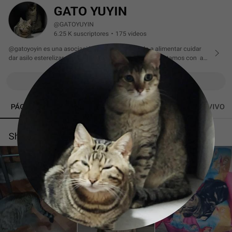 GATO YUYIN's avatar image