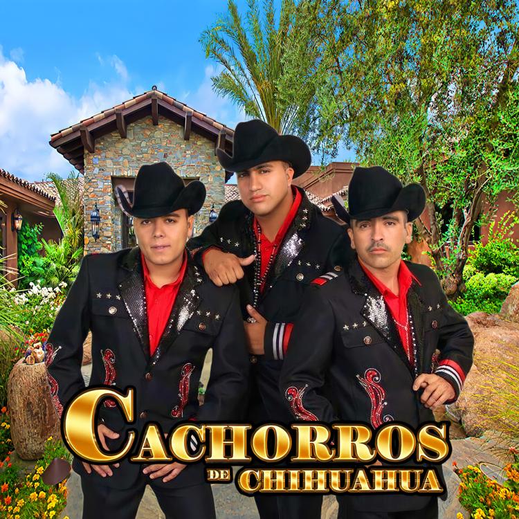 Cachorros De Chihuahua's avatar image