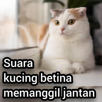 Suara Kucing Betina Memanggil Jantan (Live)'s cover