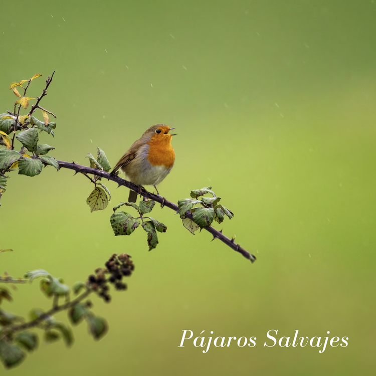 Pájaros En El Bosque's avatar image