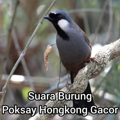 Suara Burung Poksay Hongkong Gacor's cover