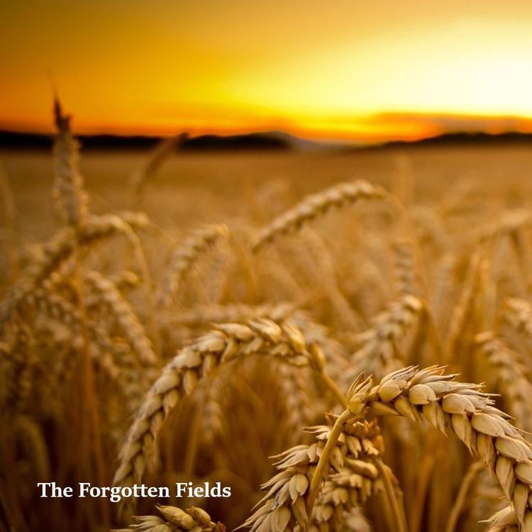 The Forgotten Fields's avatar image