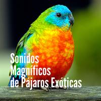 Pajaros Exoticos's avatar cover