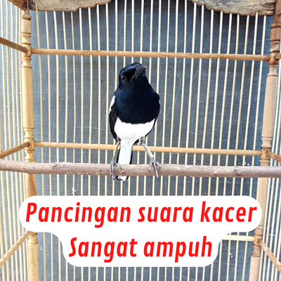 Padepokan kicau's cover