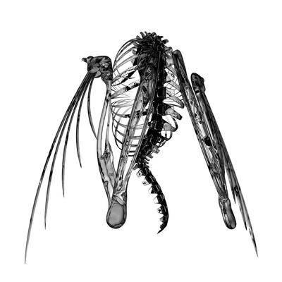 Heterocetera By Lotic's cover