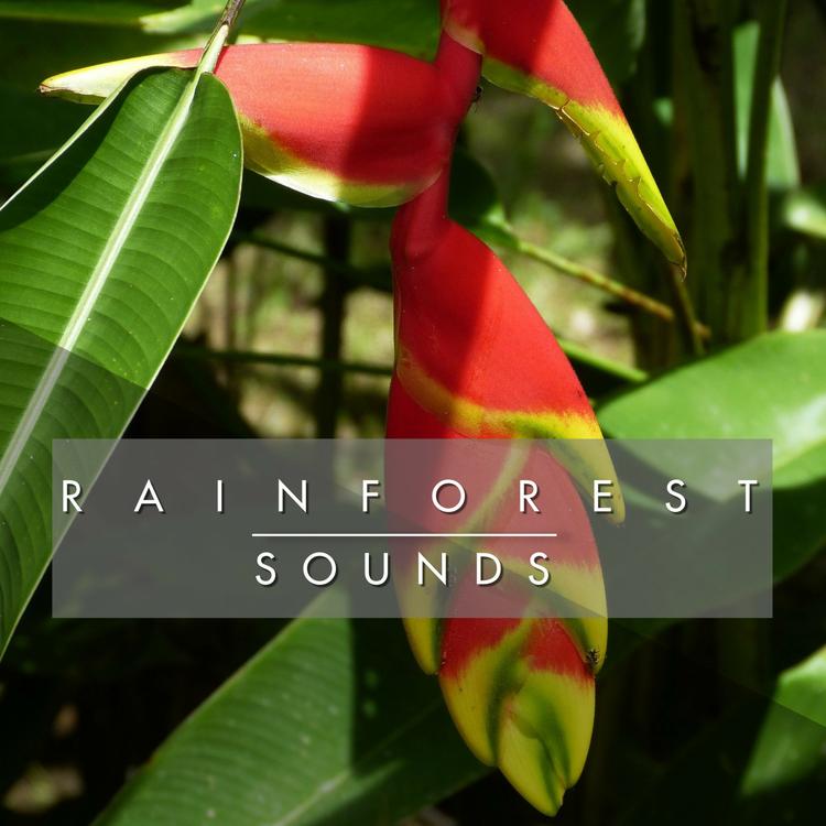 Rainforest Sounds's avatar image