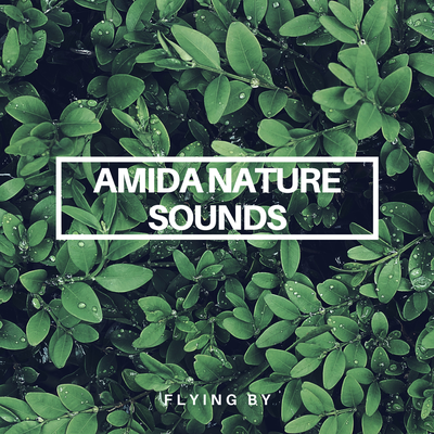 Amida Nature Sounds's cover