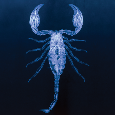 Blue Murciélago By NAVVI's cover