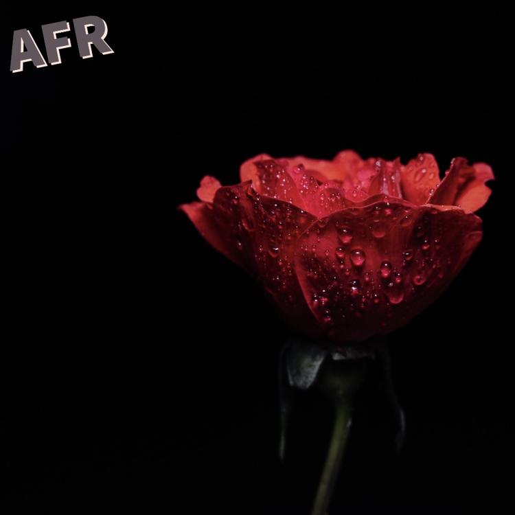 Ashes From Roses's avatar image