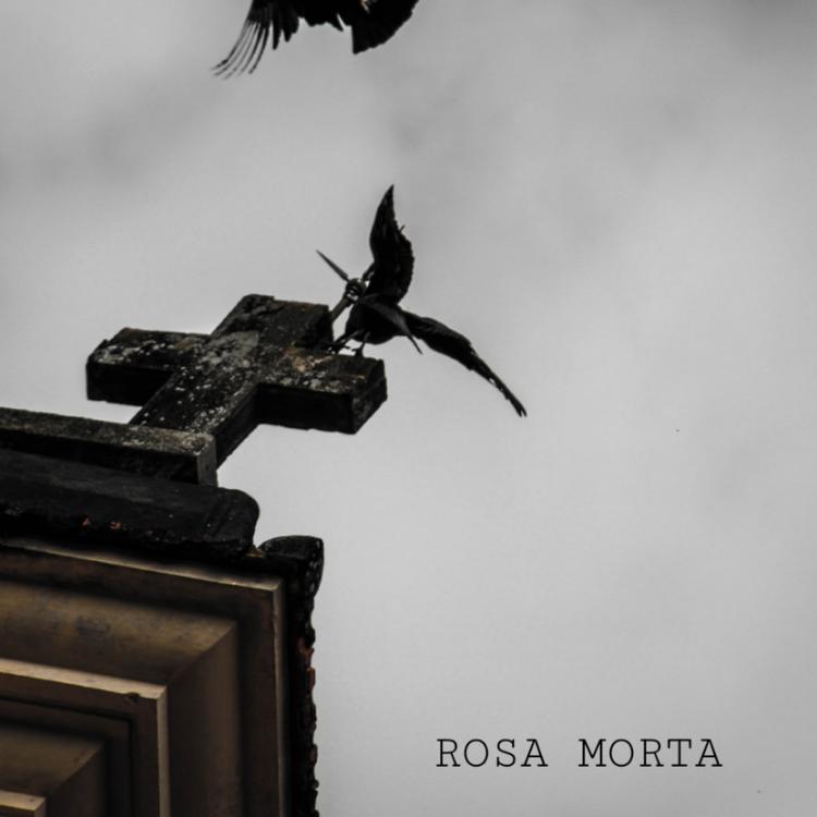 Rosa Morta's avatar image