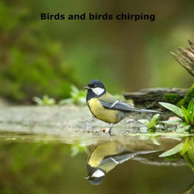 Birds Chirping thirty Beta's cover