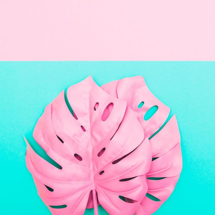 Tulip Cedarplume's avatar image