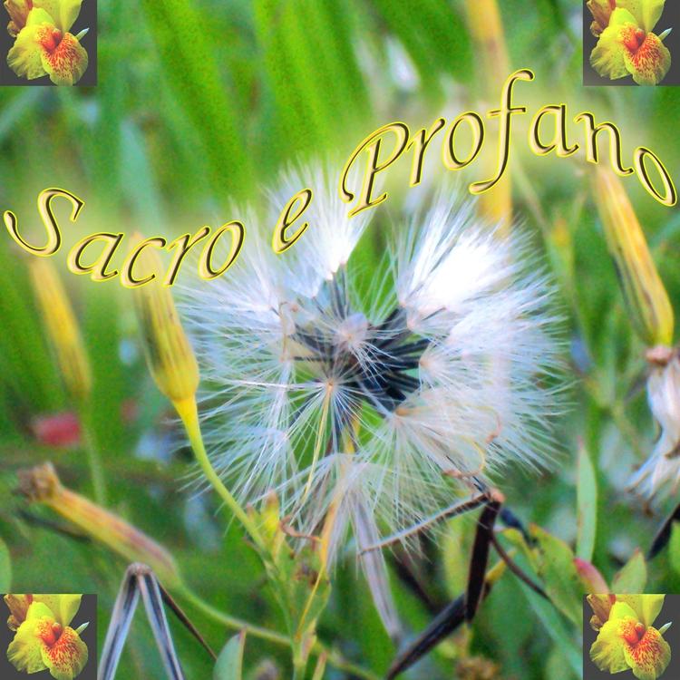 Orquestra de Sopros Sinfônica Macrisan's avatar image