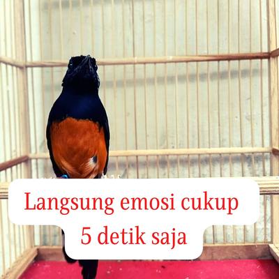 Langsung Emosi Cukup 5 Detik Saja (Live)'s cover