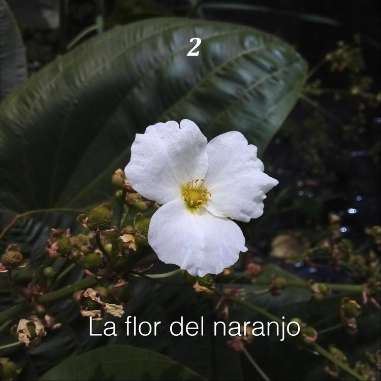 La flor del naranjo's avatar image