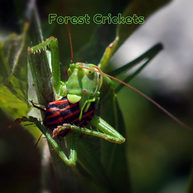 Forest Crickets's avatar image