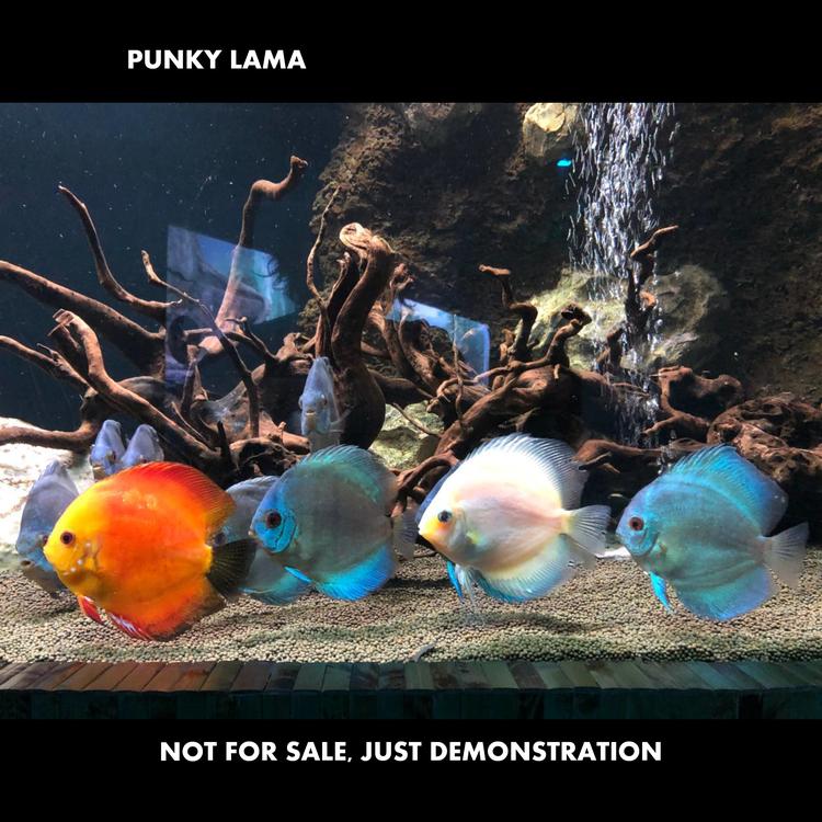 Punky Lama's avatar image