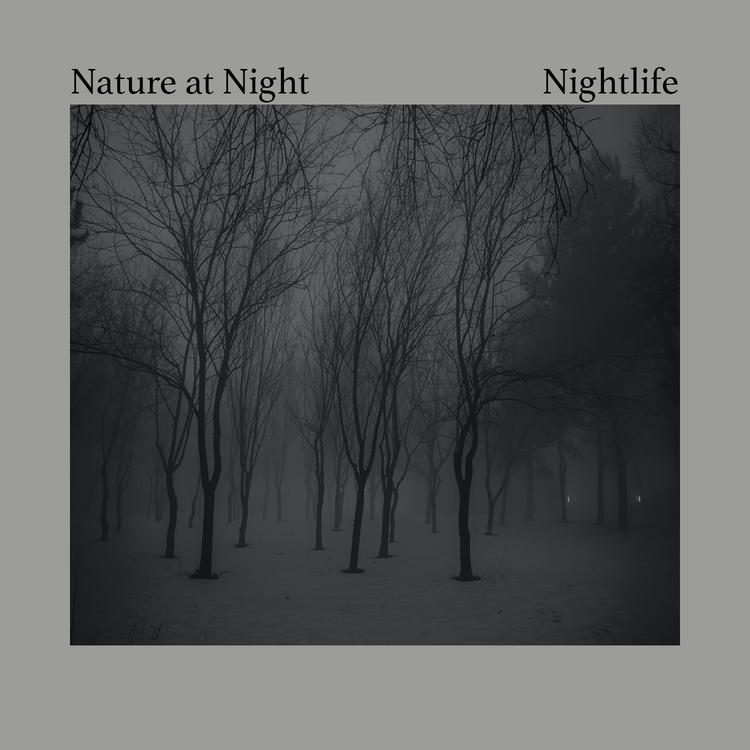 Nature at Night's avatar image