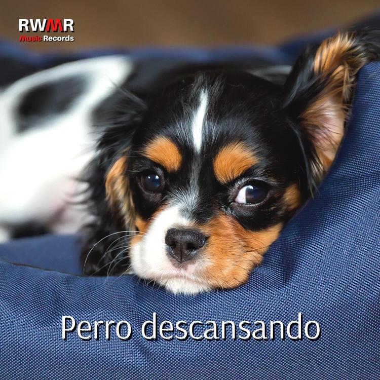 RW Un perro sin preocupaciones's avatar image