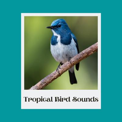 Calming Outdoor Bird Recording By Caribbean Nature Noise Puerto Rico's cover