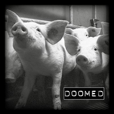 Doomed's cover