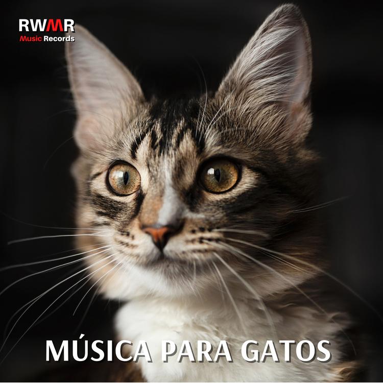 RW Música para los oídos de los gatos's avatar image