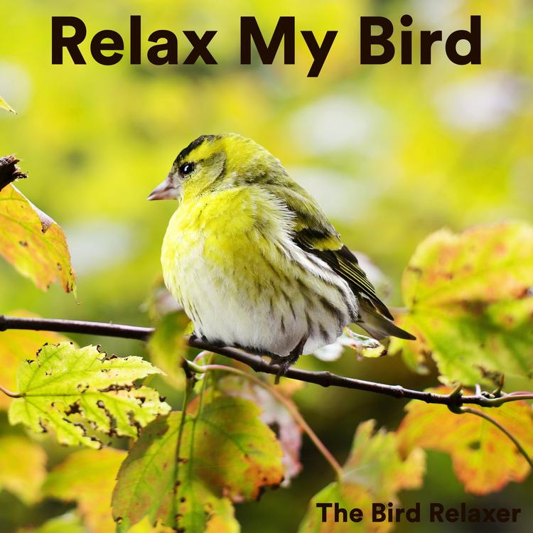 The Bird Relaxer's avatar image