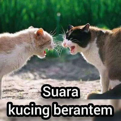 Suara Kucing Berantem (Live)'s cover