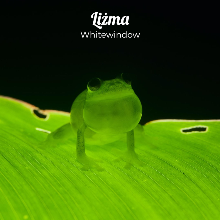 Whitewindow's avatar image