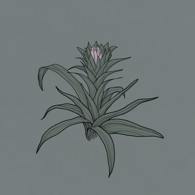 Bromelia By Frogman, Donkeychote's cover