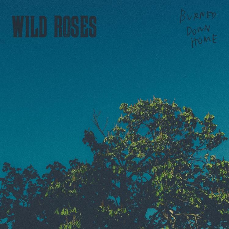 Wild Roses's avatar image