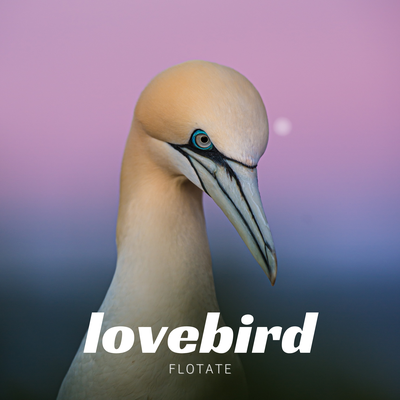 lovebird By flotate's cover