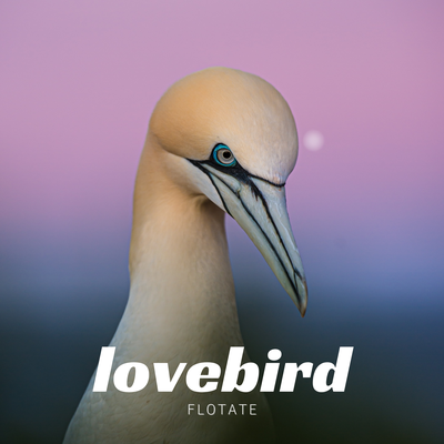 lovebird's cover