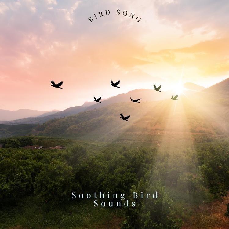 Soothing Bird Sounds's avatar image