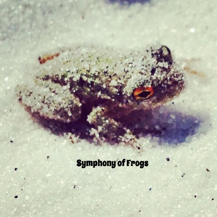 Frog Sounds's avatar image