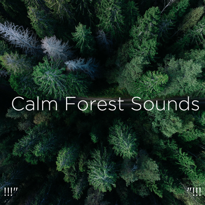 !!!" Calm Forest Sounds "!!!'s cover
