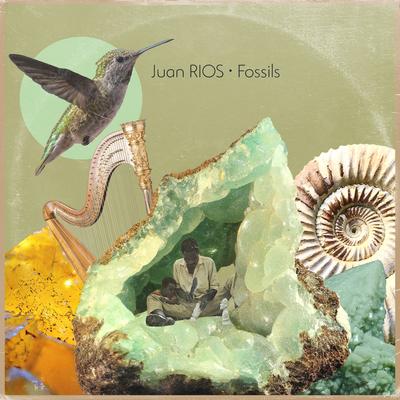 Fossils's cover