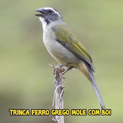 Trinca Ferro Grego Mole Com Boi By P. Fabio's cover