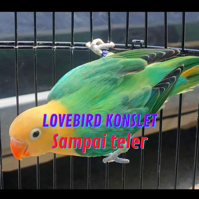 Lovebird Konslet Sampai Teler (Live)'s cover