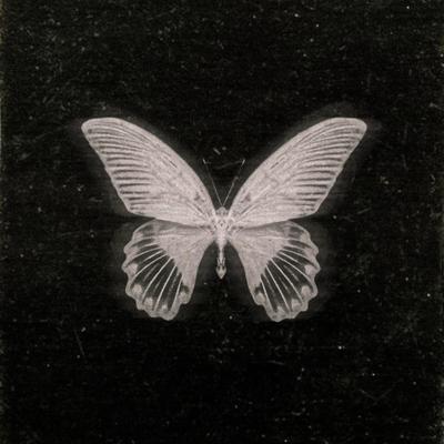 Butterflies (Stripped) By Brock's cover