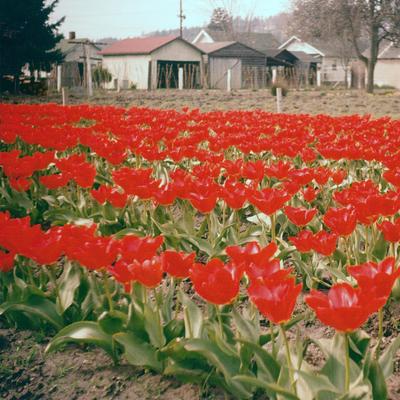 tulip farm's cover