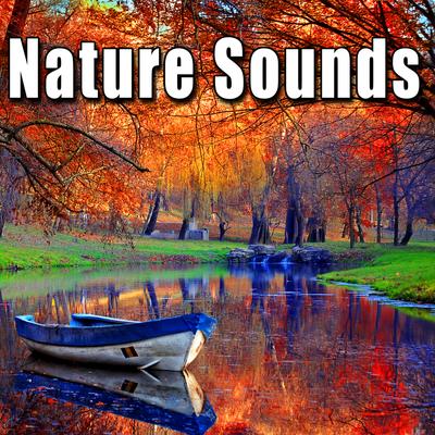 Nighttime Forest Ambience with Crickets, Owls & Frogs By Sound Ideas's cover