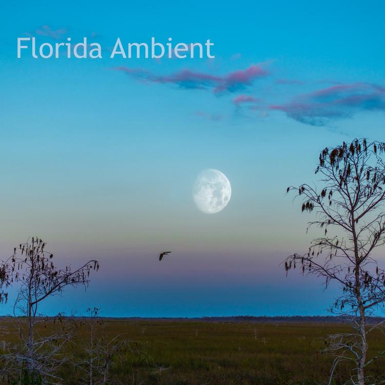 Florida Ambient's avatar image