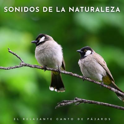 Sonidos De La Naturaleza: El Relajante Canto De Pájaros's cover