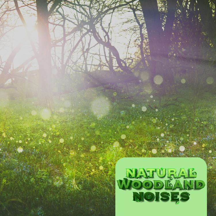 Natural Woodland Noises's avatar image